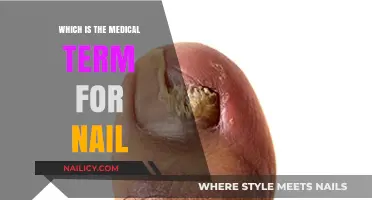 Understanding the Medical Terminology: What is the Clinical Term for Nail?