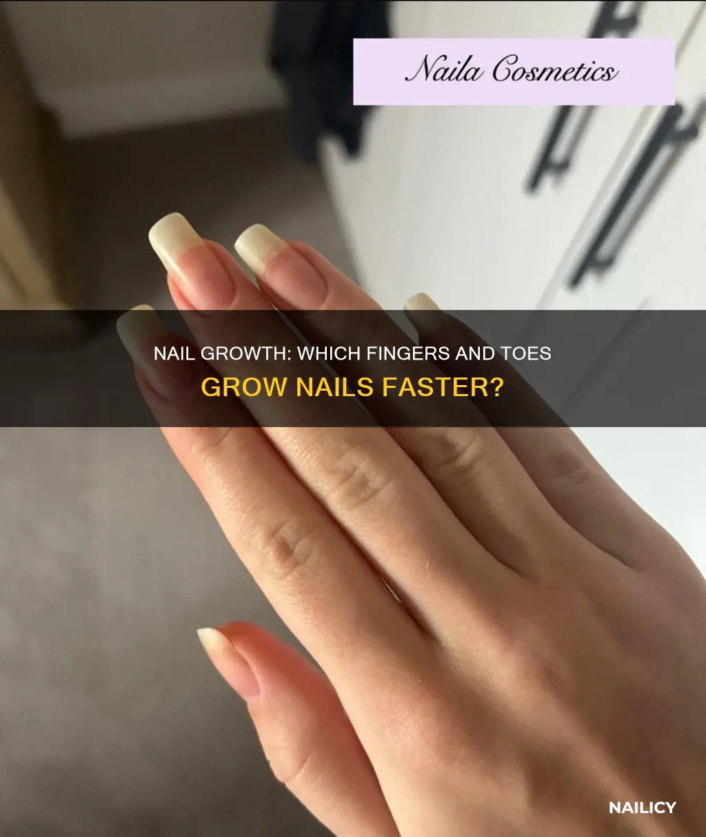 which nail grows faster in human body