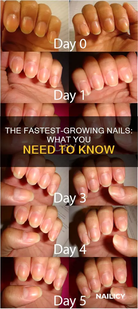 which nail grows the fastes