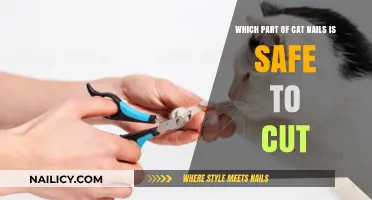 Cat Claw Trimming: What Part is Safe?