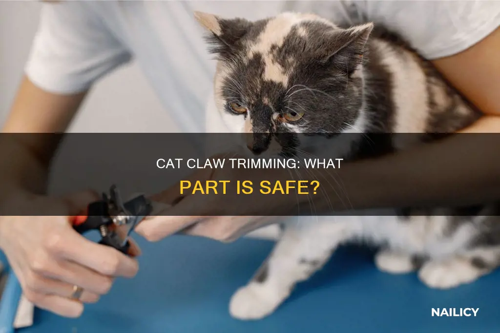 Photo inspiration: Safe Trimming Of Cat Claws Reference: Cat Claw Trimming What Part Is Safe