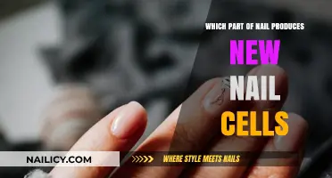 Understanding Nail Growth: The Root of New Nail Cell Production