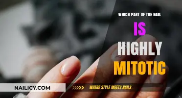 Understanding Nail Growth: The Highly Mitotic Nail Matrix Explained