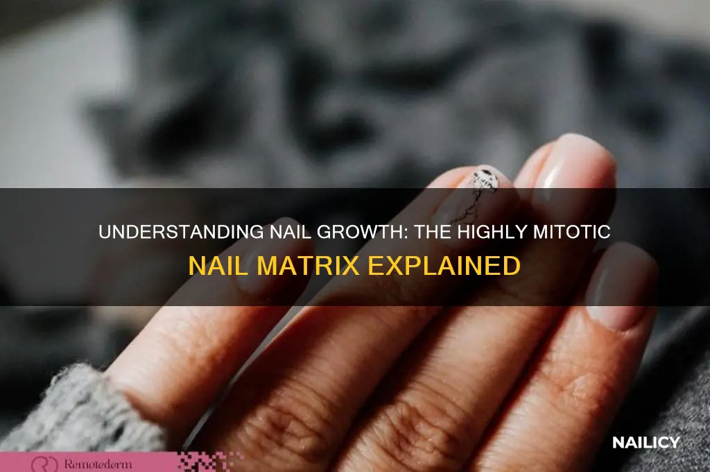 which part of the nail is highly mitotic