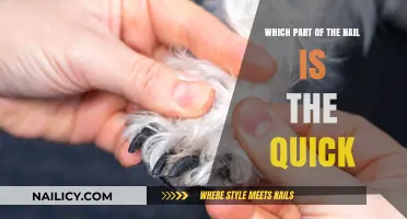 Understanding the Nail Quick: Location, Care, and Common Myths