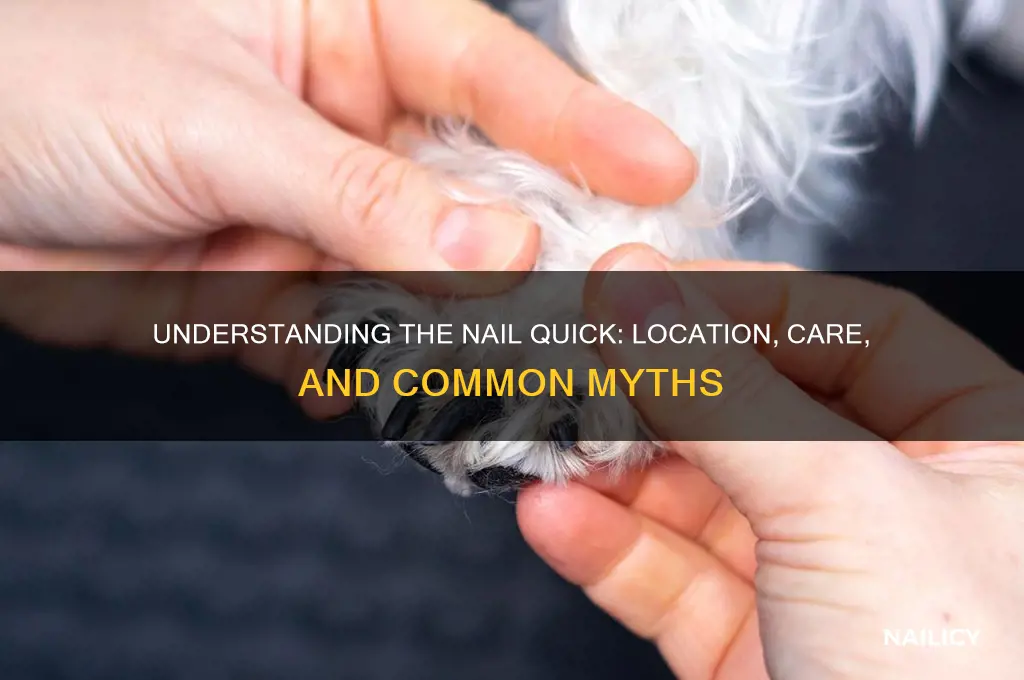 which part of the nail is the quick