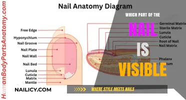 Understanding the Visible Nail: Anatomy and Function Explained