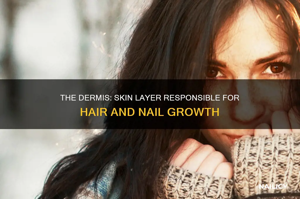 which skin layer makes hair and nails