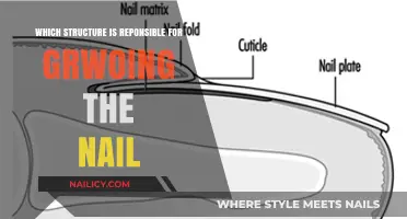 Understanding the Nail Matrix: The Key Structure Behind Nail Growth