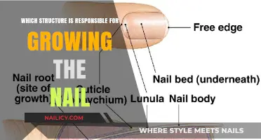The Nail Matrix: Understanding Nail Growth