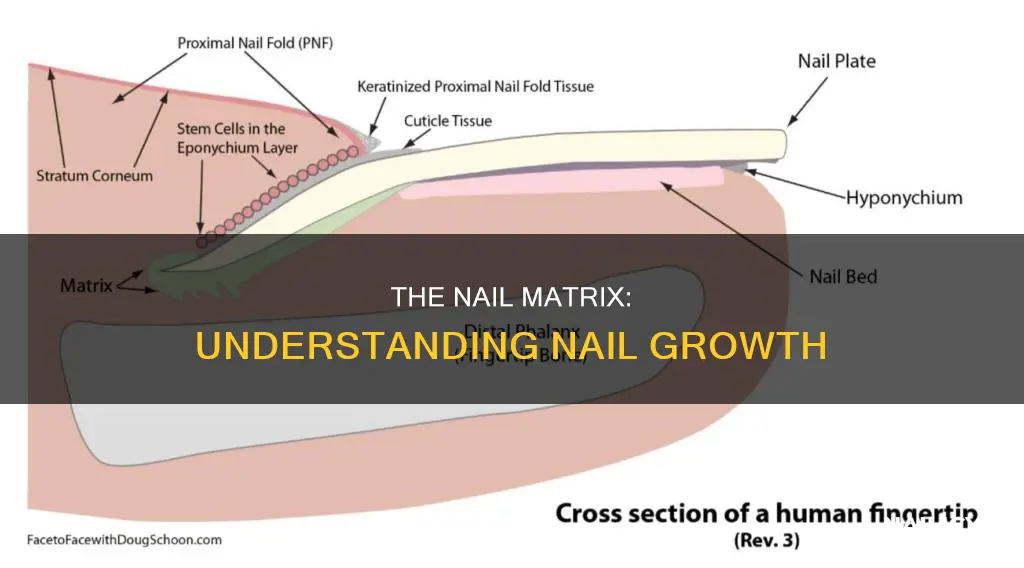 which structure is responsible for growing the nail