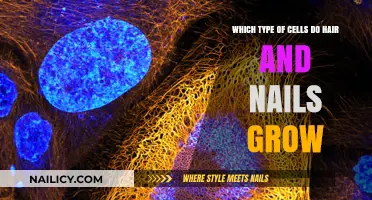 How Hair and Nails Grow from Cells