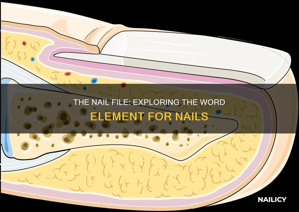 which word element means nail