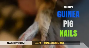Who Clips Guinea Pig Nails? A Guide for Pet Owners