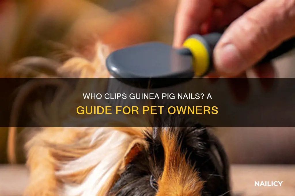 who clips guinea pig nails
