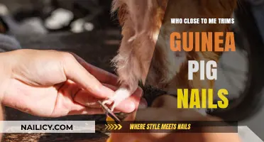 Trimming Guinea Pig Nails: A Close Companion's Task