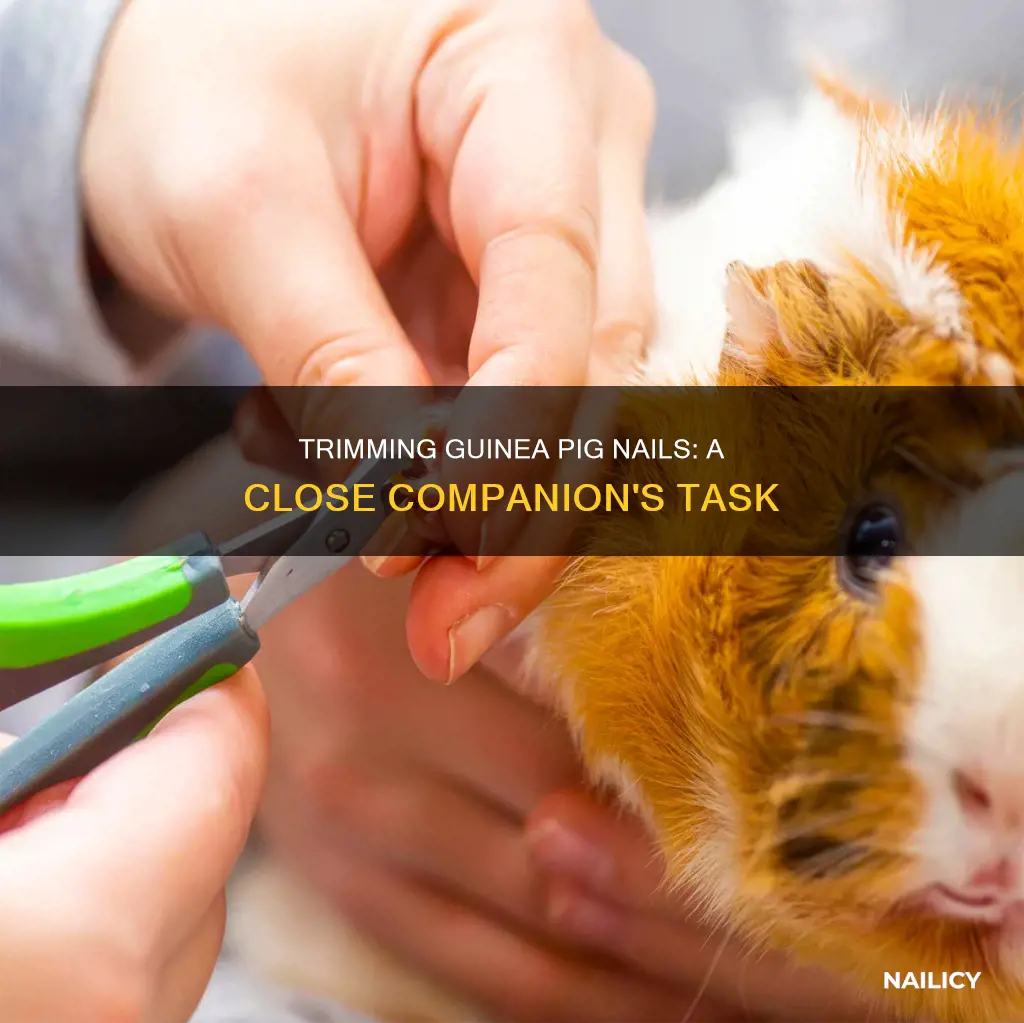 who close to me trims guinea pig nails