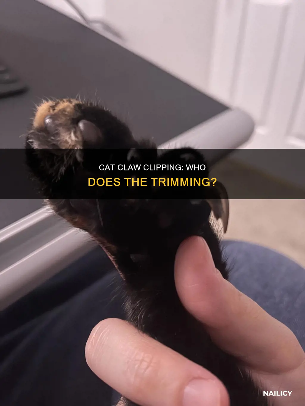 who cuts cat nails