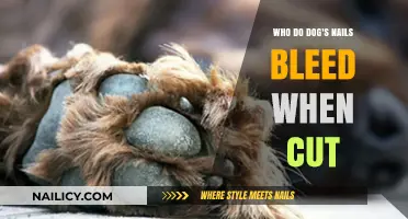 Why Do Dog Nails Bleed When Cut?