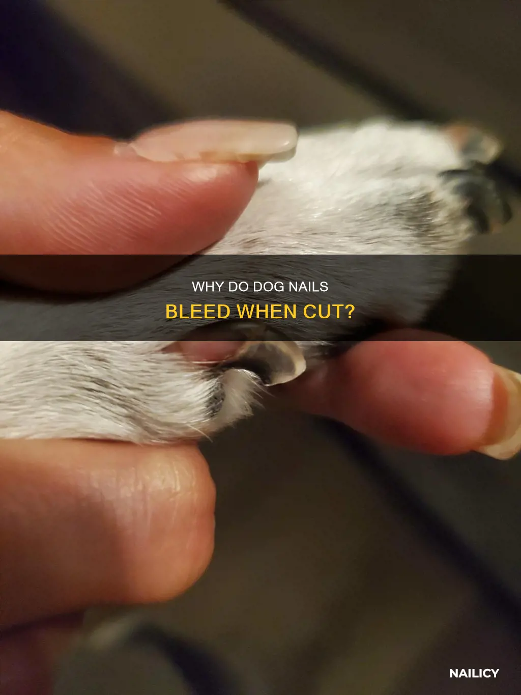 who do dog