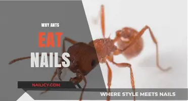 Unusual Ant Diets: Exploring Why Ants Eat Nails and Metals