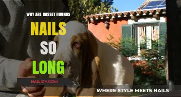 Basset Hounds' Nails: Why They Grow So Long