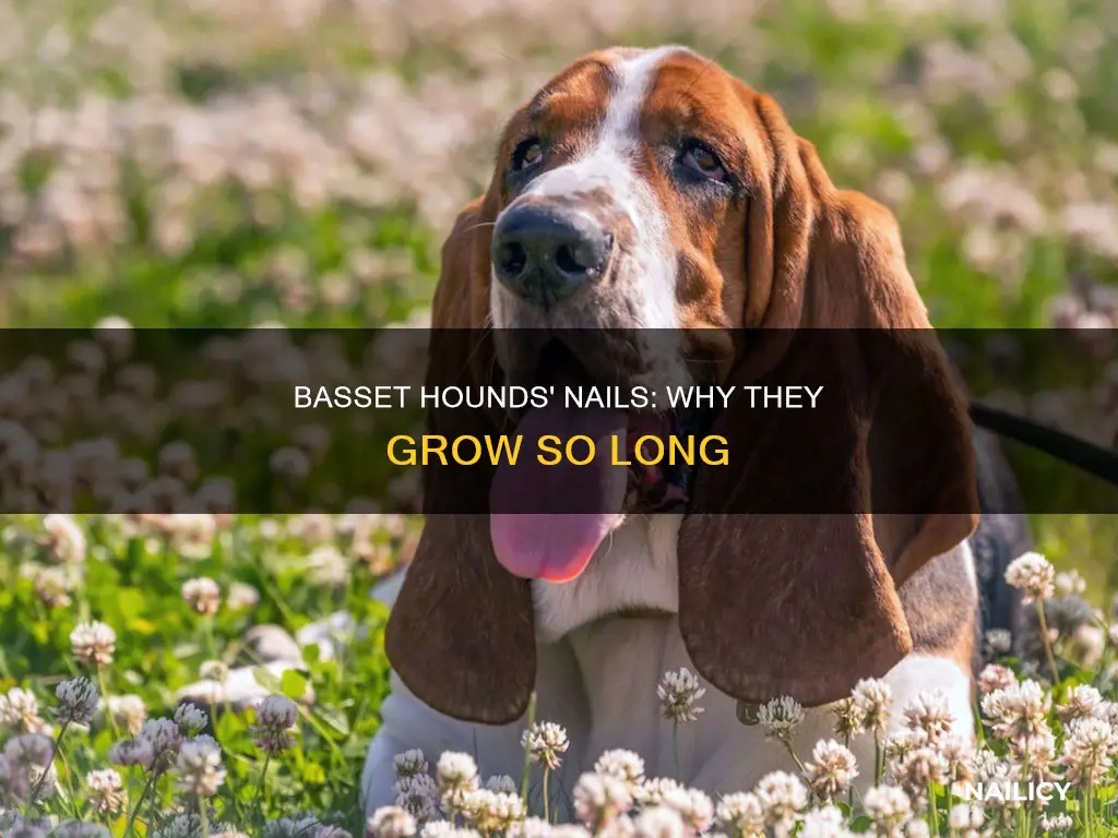 why are basset hounds nails so long