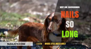 Dachshunds' Nails: Why So Long?
