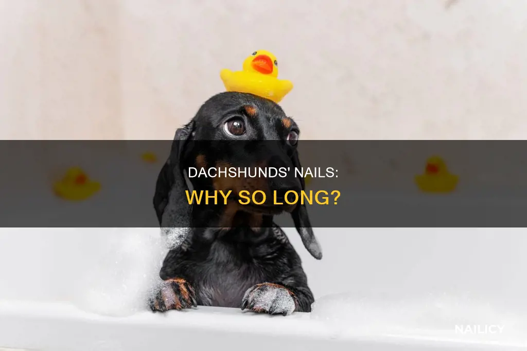 why are dachshunds nails so long