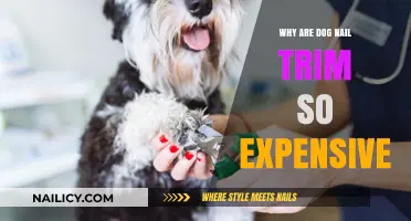 Dog Nail Trims: Costly Care for Your Pet's Paws