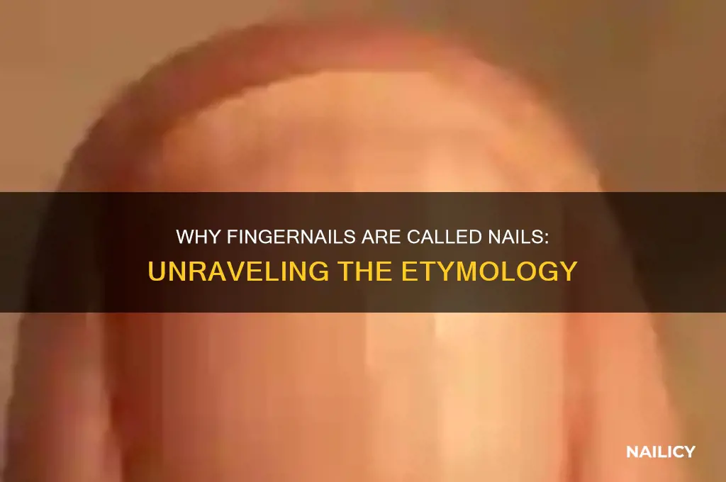 why are fingernails called nails