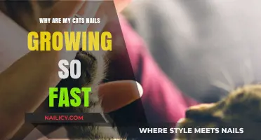 How to Manage Your Cat's Rapid Nail Growth