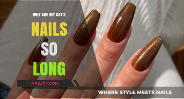 Cat Claw Conundrum: Why Are Nails So Long?