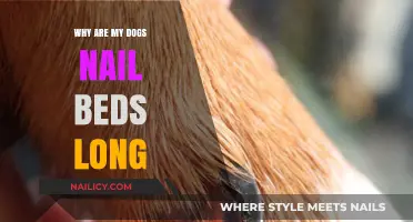 Long Nail Beds: What's Normal for Dog Paws?