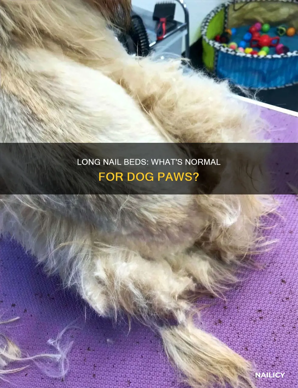 why are my dogs nail beds long