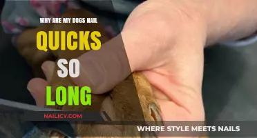 How to Trim Your Dog's Nails Without Hurting Them