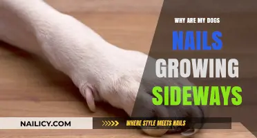 Dog's Nails: Why Do They Grow Sideways?