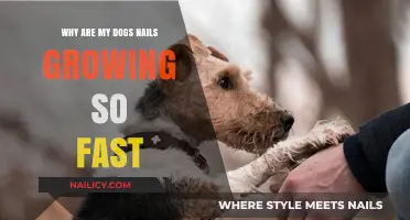 How to Keep Up with Your Dog's Rapid Nail Growth