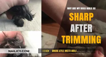 Dog Nails: Why Are They Still Sharp After Trimming?