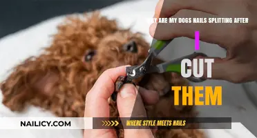 Dog Nail Splitting: Post-Trim Care and Concerns