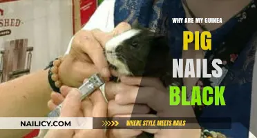 Why Are My Guinea Pig's Nails Black? Causes and Care Tips
