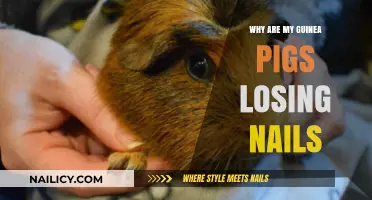 Guinea Pig Nail Loss: Causes, Prevention, and Care Tips