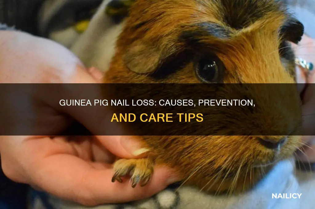 why are my guinea pigs losing nails