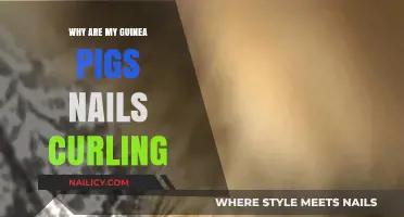Curling Guinea Pig Nails: Causes, Prevention, and Safe Trimming Tips