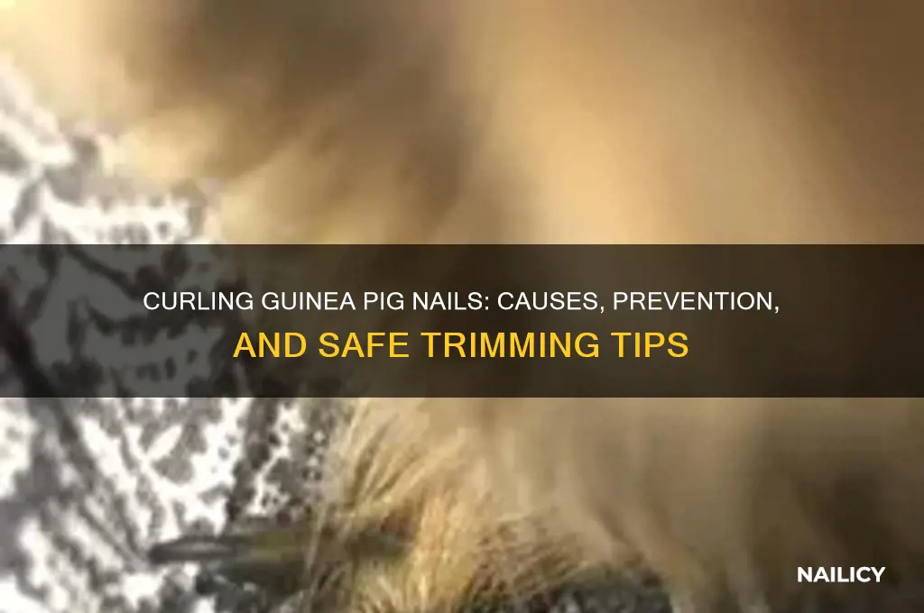 why are my guinea pigs nails curling