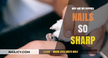 Why Are My Puppy's Nails So Sharp? Causes and Solutions