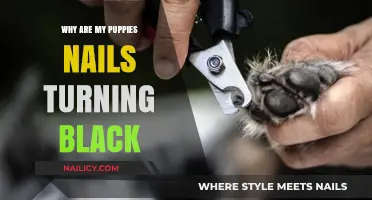 Why Are My Puppy's Nails Turning Black? Causes and Solutions