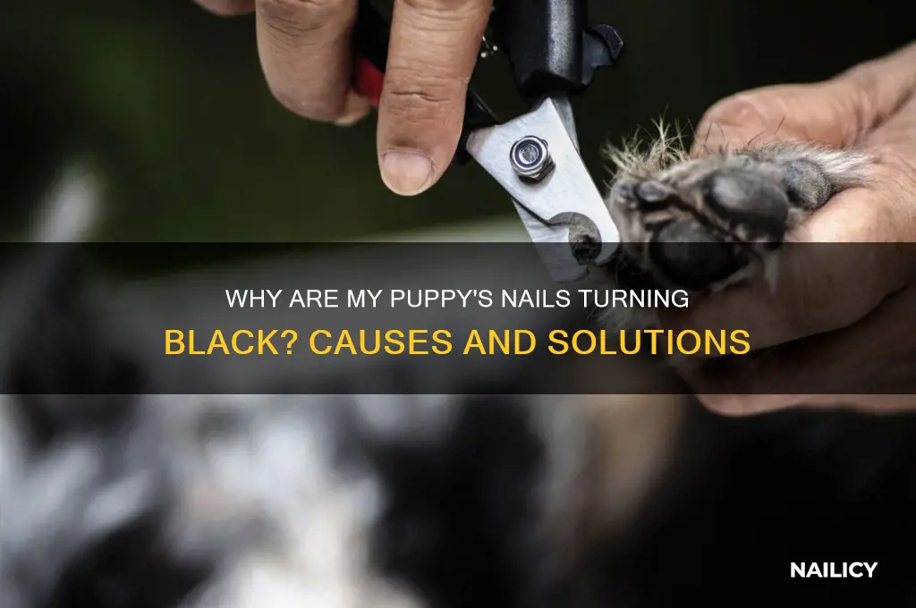 why are my puppies nails turning black