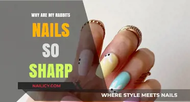 Sharp Rabbit Nails: Causes, Concerns, and Care Tips for Owners