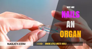 Unveiling the Surprising Truth: Nails as Vital Human Organs